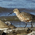 Waders are coming back (Curlew Sandpiper in typical summer to winter plumage)<br />Canon EOS 7D + EF300 F2.8L III + EF1.4xII
